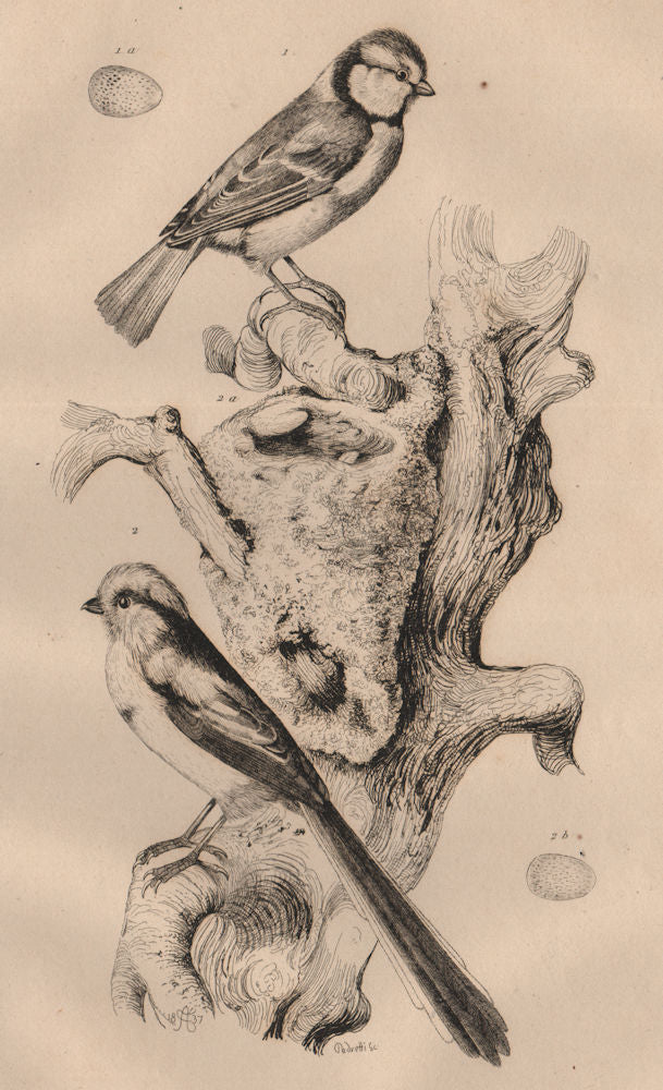 BIRDS. Eurasian blue-tit. Long-tailed-tit. 1834 old antique print picture